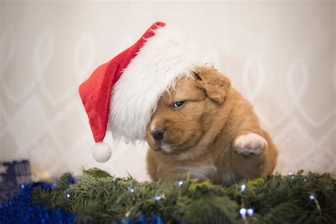 Puppy Wearing A Santa Hat