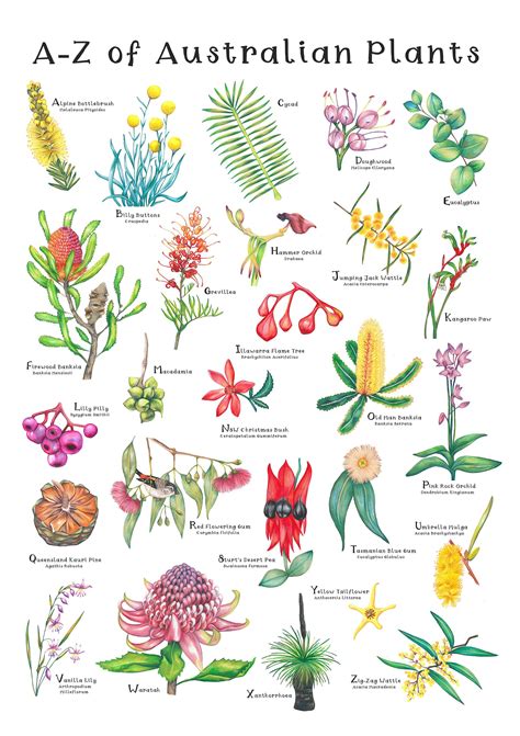 A Z Of Australian Native Plants Botanical Print Hand Drawn