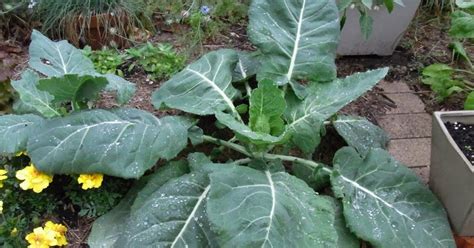 Flexing some green muscle in the garden. Garden amateur: Collard Greens, y'all