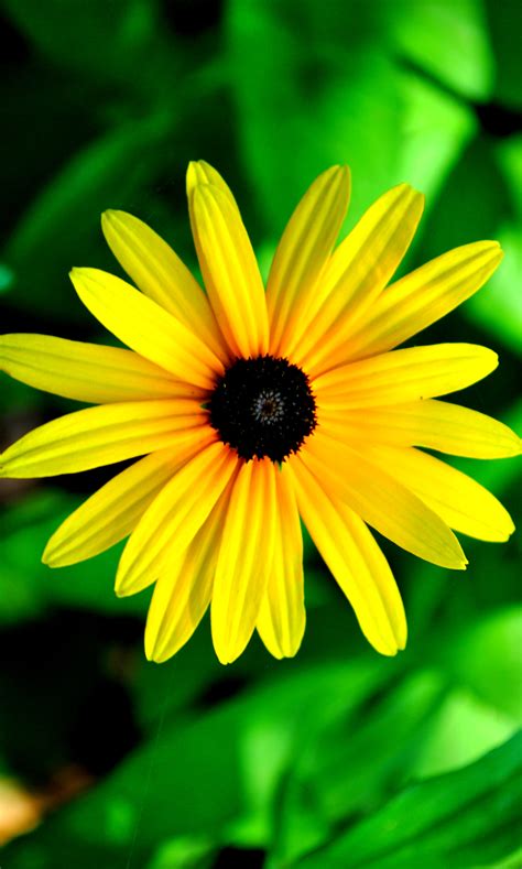 Free Photo Yellow Flower Bloom Flower Garden Free Download Jooinn