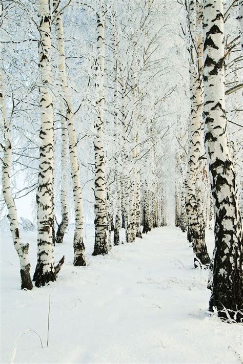 Birch Trees In Winter 자연 사진 풍경 그림 풍경화