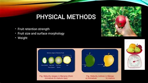 Maturity Indices Of Fruits Part Youtube