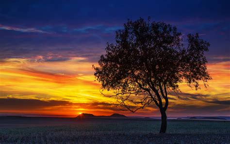 Download 2560x1600 Wallpaper Sunset Single Big Tree Landscape Nature Skyline Dual Wide