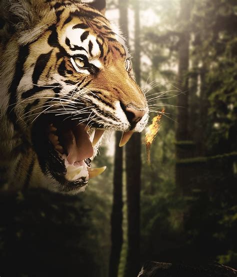 Update Imagen Tiger Background Images Hd Thptletrongtan Edu Vn