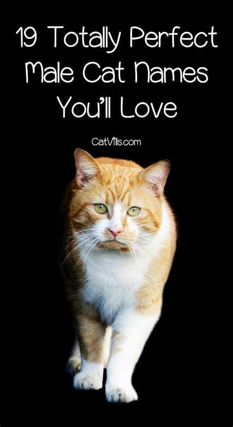 Names That Mean Love For Cats Cool Guy Names