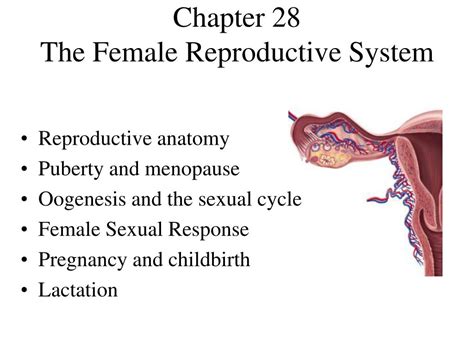 Ppt Chapter 28 The Female Reproductive System Powerpoint Presentation