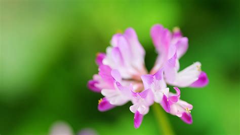 Gambar Alam Mekar Menanam Daun Bunga Desktop Botani Flora