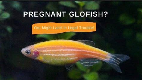 Pregnant Glofish You Might Land In Legal Trouble