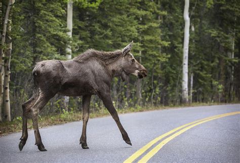 5 Fun Facts About Alaska Moose Alaska Trivia Alaska Tours