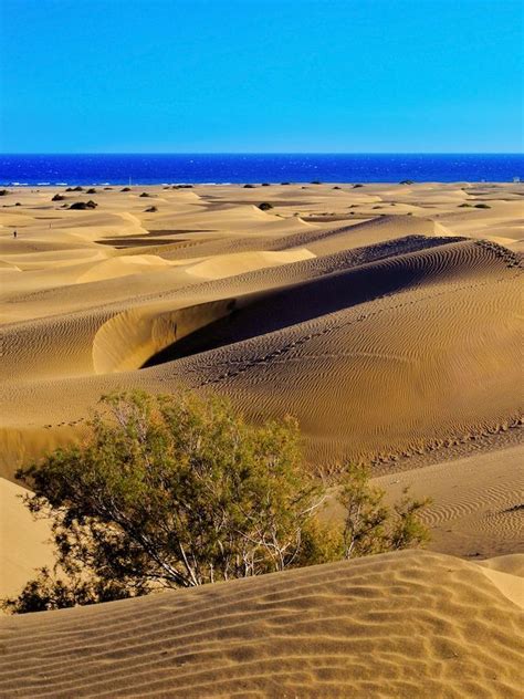 Dunas De Maspalomas Gran Canaria El Gran Retorno A Sus Orígenes