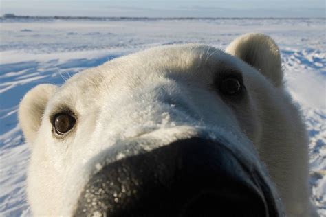 Polar Bear Point Of View Videos Polar Bears International