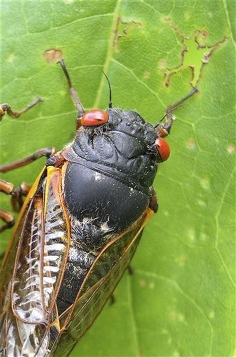 Billions Of Cicadas Set To Overrun East Coast