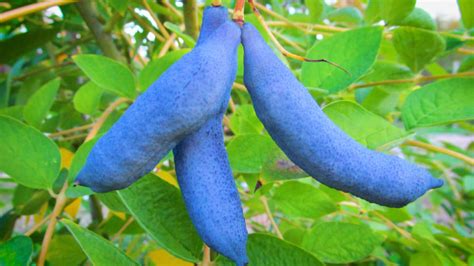 Blue Sausage Fruit Take A Walk Through This Ns Exotic Fruit Nursery