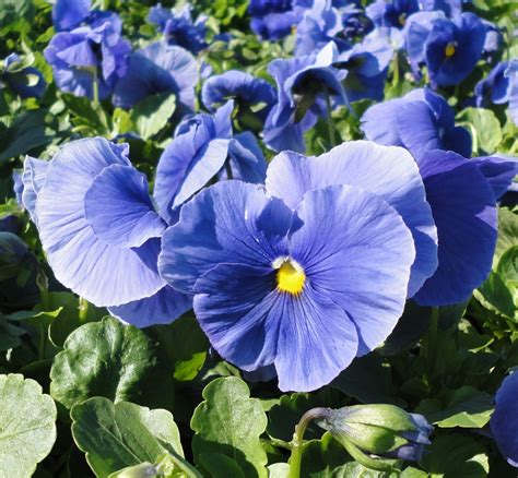 Pdeltatrueblue Blue Flowers Garden Pansies Pansies
