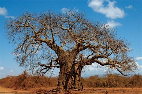 Baobab Description Species Distribution And Importance Britannica