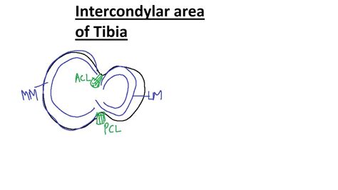 Intercondylar Area Of Tibia Medial Meniscus Lateral Meniscus Cruciate Ligament Mnemonic In