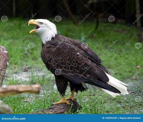 Bald Eagle Stock Photos Bald Eagle Shouting Picture Portrait Image