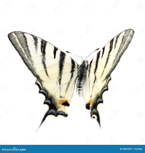 Farfalla Di Swallowtail Immagine Stock Immagine Di Insetto