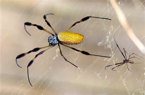 Male And Female Golden Silk Spiders Stock Image Z4300547 Science