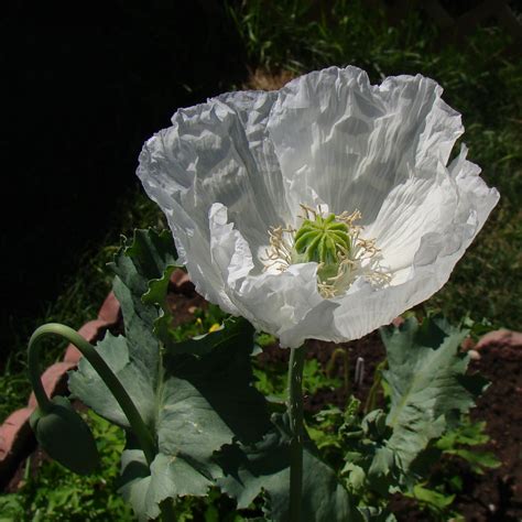 Papaver Poppy Persian White The Seed Basket