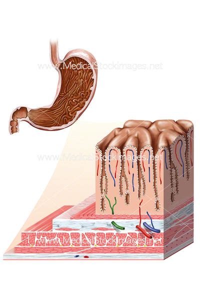 Layers Of The Stomach Wall Medical Stock Images Company