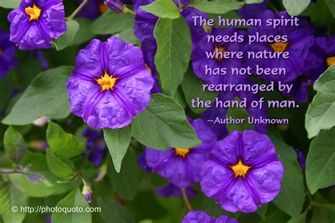 Purple Flowers With Green Leaves And A Quote From Author Unknown On The