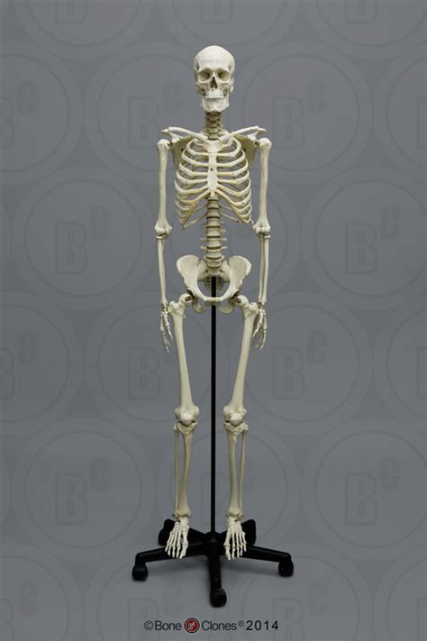 Available on turbo squid, the world's leading provider of digital 3d models for visualization, films, television, and games. Human Male European Articulated Skeleton - Bone Clones ...