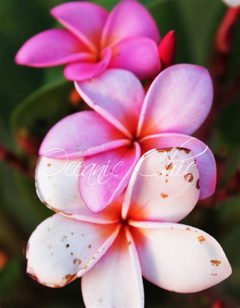 Oceanic Chic Pink Hawaiian Flowers