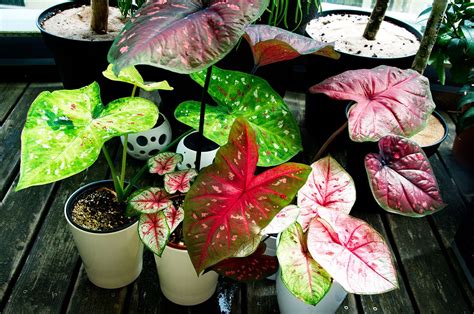 Caladium Growing Indoors In Pots Tropics Home Plant Care Houseplant
