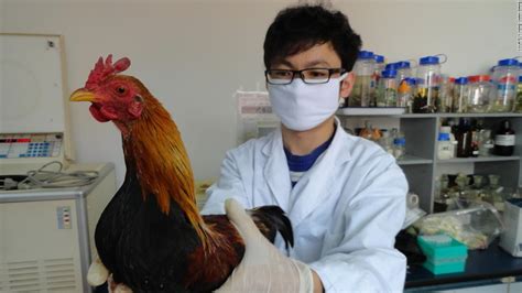 First Chicken To Ever Cross The Road Was Likely In Southeast Asia