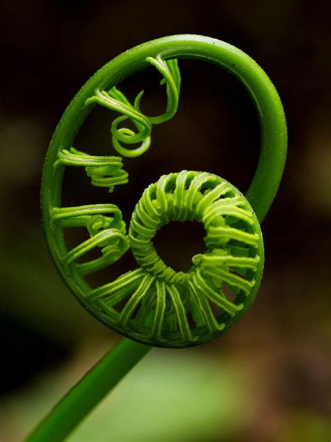 Novembre Magazine Spirals In Nature Ferns Patterns In Nature