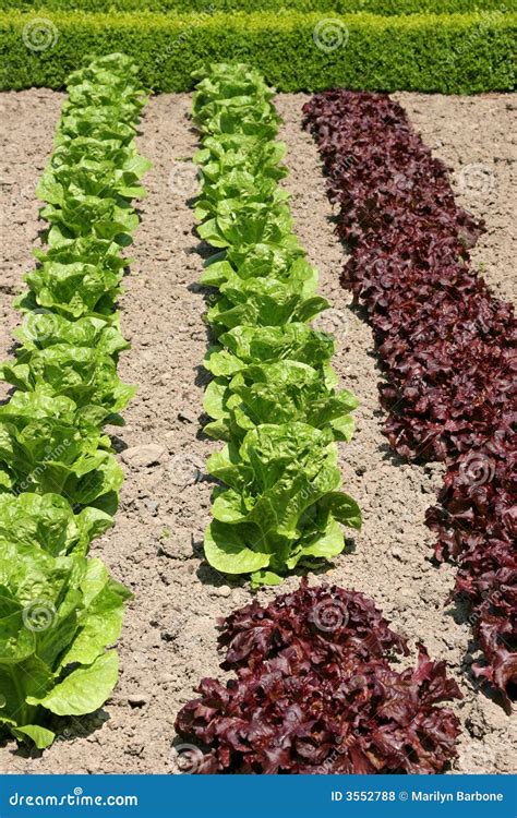 Organic Lettuces Stock Photo Image Of Fresh Geometric
