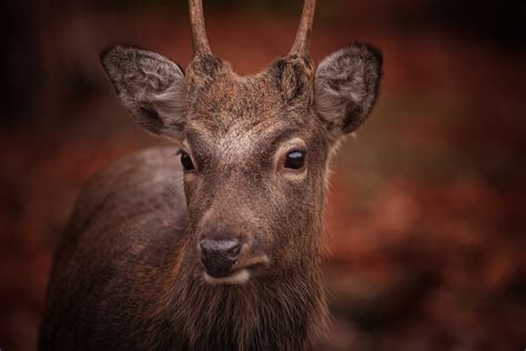 Free Images Nature Forest Animal Wildlife Wild Horn Mammal