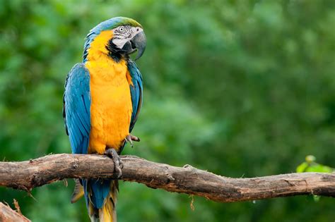 Expertos buscan preservar especies endémicas del estado mexicano de chiapas. Espécies da Fauna do Cerrado que você poderá encontrar ...