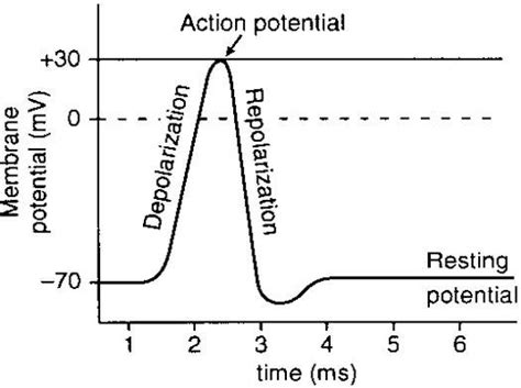Action Potential Process Download Scientific Diagram