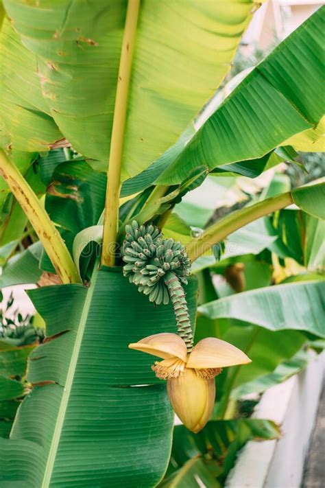 Banana Palm Blooms A Big Yellow Flower Little Green Bananas On Palm