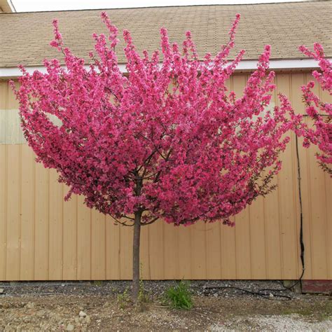 Flowering Crab Trees For Sale Near Me / Crab Apple Trees For Sale ...