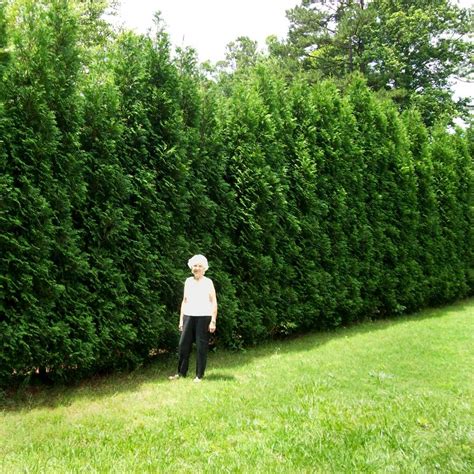 Full Speed A Hedge® American Pillar Arborvitae Arborvitae Thuja