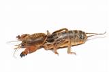 Photos of Cockroach Types
