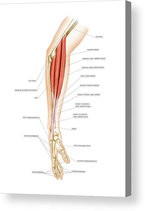Superficial Muscles Of Forearm Acrylic Print By Asklepios Medical Atlas