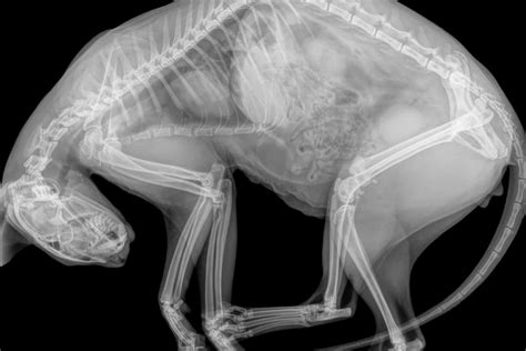 How Much Is A Cat X Ray What You Can Expect To Pay 2023