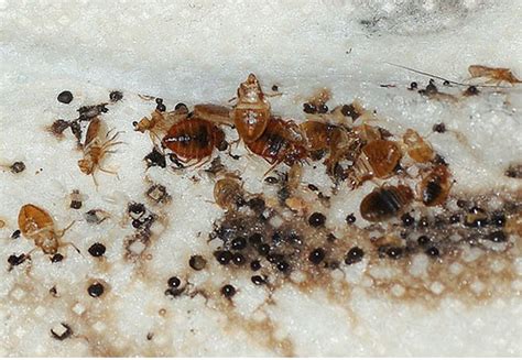 Pest Control Information And Facts Signs Of Bedbugs