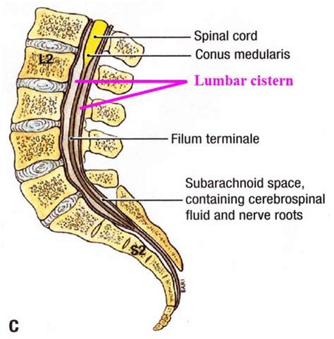 The Spinal Cord Ch 13 Part 1 Flashcards Quizlet