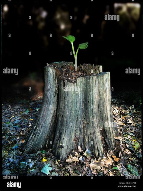 Small Sprout Growing On Old Dead Tree Stump Depicting Old Versus New