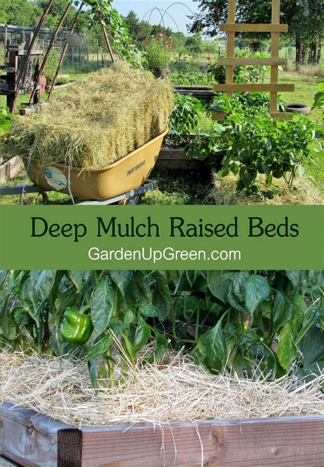 Deep mulch gartenarbeit ist natürlich nicht völlig problemlos. Garden Up Green - Startle Garden and Quail | Vegetable ...