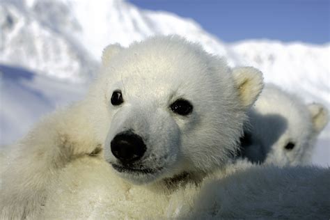 Polar Bear Wallpapers Images Photos Pictures Backgrounds