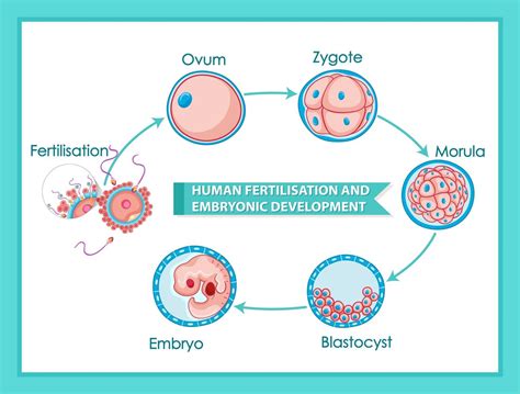 Diagrama De Fertilización Humana Y Desarrollo Embrionario 2723098