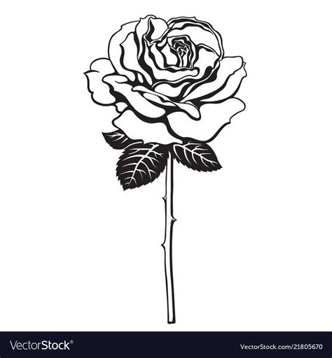 Black And White Rose Flower With Leaves And Stem Hand Drawn Vector