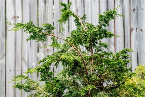 How To Grow And Care For Hinoki Cypress