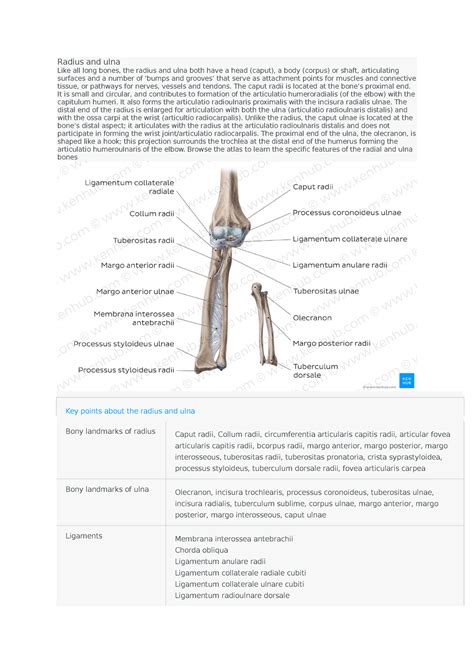 Ubber Limp Explantion In Details Radius And Ulna Like All Long Bones